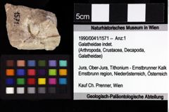 Foto (Objket + Etiketten) von Masticacheles minimus (Fraaije, 2014) 